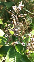 Miconia stenostachya