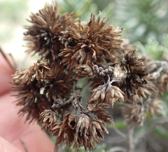 Helichrysum italicum