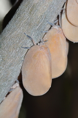 Flatida intacta