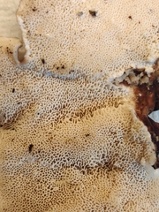 Trametes versicolor