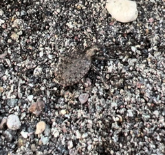 Opisthius richardsoni