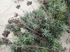 Helichrysum italicum