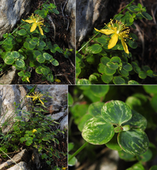 Hypericum nummularium
