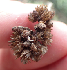 Helichrysum italicum