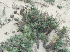 Helichrysum italicum