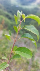 Combretum padoides