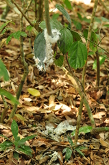 Flatida intacta