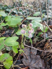 Petasites pyrenaicus
