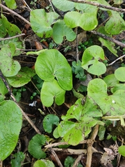 Petasites pyrenaicus