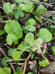 Petasites pyrenaicus