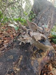 Pleurotus ostreatus