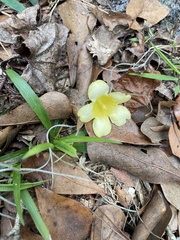 Gelsemium sempervirens