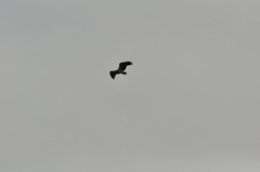 Haliaeetus leucogaster