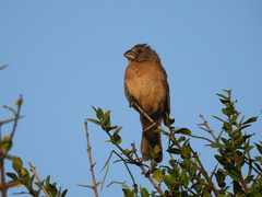 Cyanoloxia glaucocaerulea