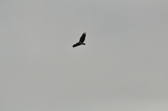 Haliaeetus leucogaster