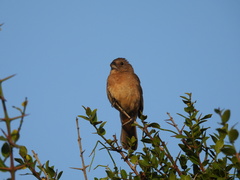 Cyanoloxia glaucocaerulea