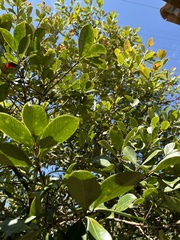 Psidium friedrichsthalianum