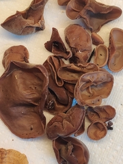 Auricularia auricula-judae