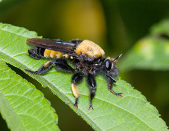 Laphria macquarti