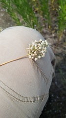 Allium rotundum