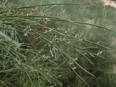Retama monosperma