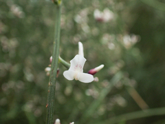 Retama monosperma