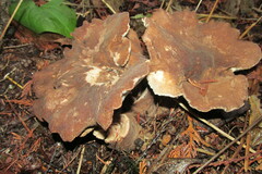 Jahnoporus hirtus