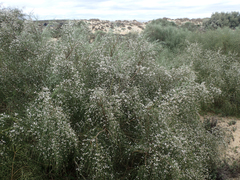 Retama monosperma