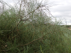 Retama monosperma