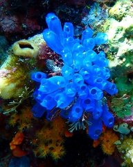Rhopalaea