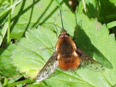 Bombylius discolor