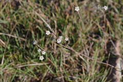 Alepidea capensis