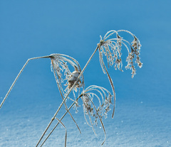 Scirpus
