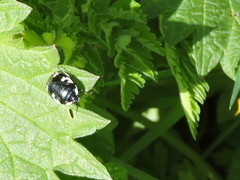 Tritomegas bicolor