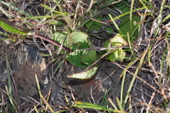 Alepidea capensis