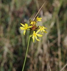 Bobartia orientalis