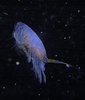 Epilabidocera amphitrites - Photo (c) Karen L. Johnson, some rights reserved (CC BY-NC), uploaded by Karen L. Johnson