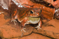 Sclerophrys gutturalis