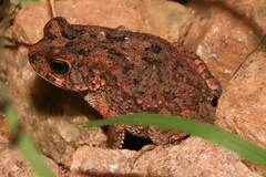 Sclerophrys gutturalis