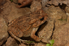 Sclerophrys gutturalis