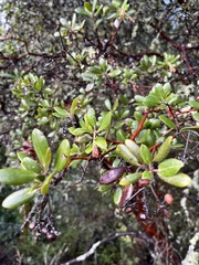 Arctostaphylos crustacea