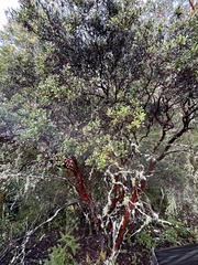 Arctostaphylos crustacea