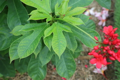 Jatropha integerrima
