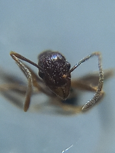 Pheidole jucundaPheidole jucunda