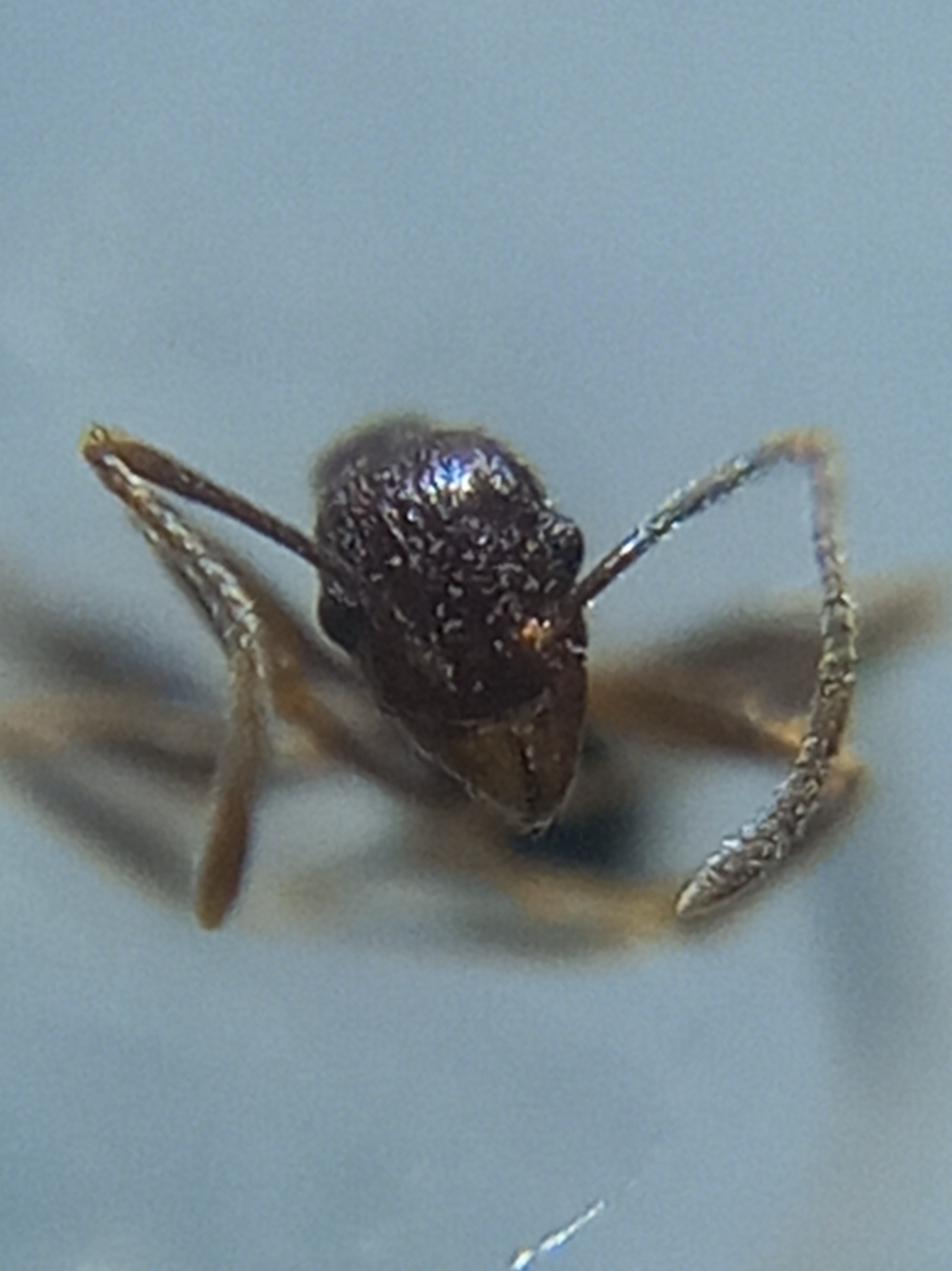 Pheidole jucunda fossulata