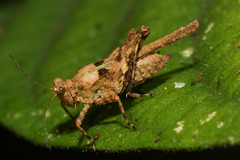 Paratettix lamellitettigodes