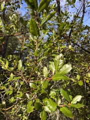 Quercus parvula
