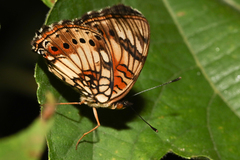 Junonia sophia