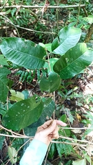 Chrysophyllum argenteum