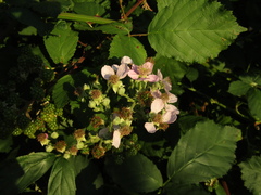 Rubus armeniacus